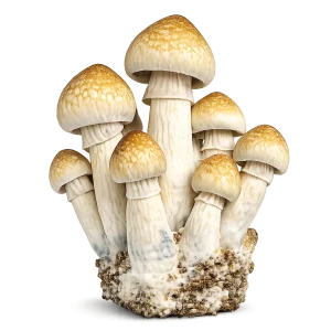 Penis Envy Magic Mushrooms