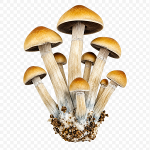 Golden Teacher Magic Mushrooms
