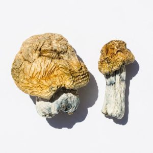 Bluey Vuitton Magic Mushrooms