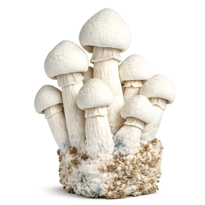 Albino Penis Envy Mushroom
