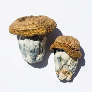 Code Blue Magic Mushrooms