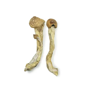 Penis Envy 7 Magic Mushrooms